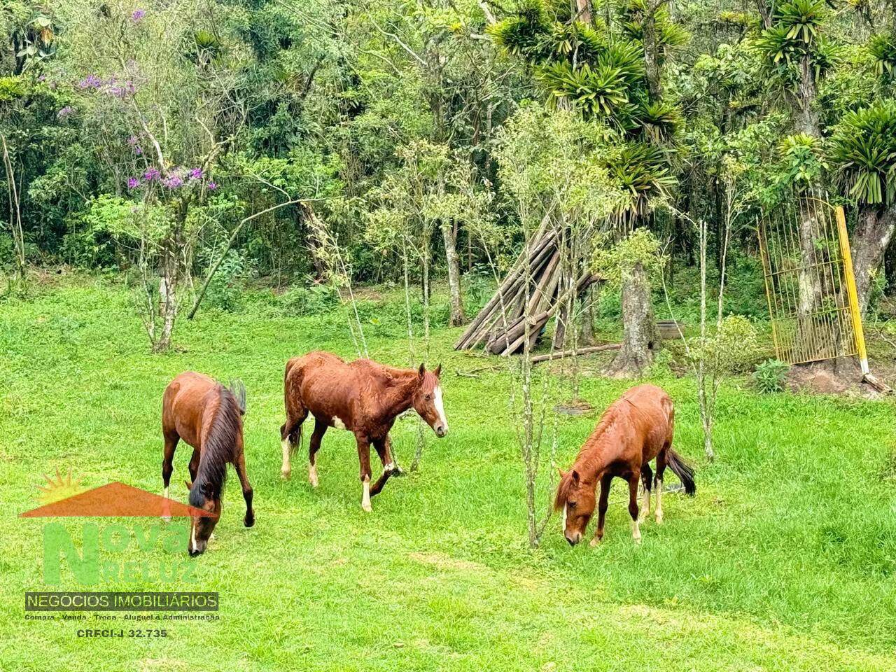 Sítio, 2 quartos, 2 hectares - Foto 14